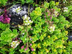 Austrominius modestus