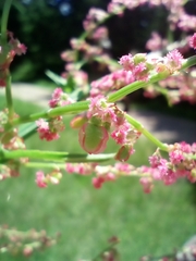 Rumex arifolius