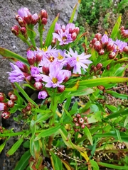 Austrominius modestus