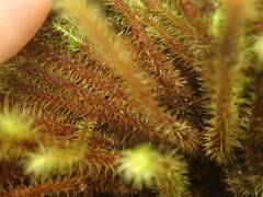Breutelia pendula