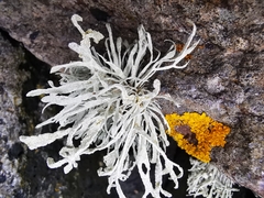 Austrominius modestus