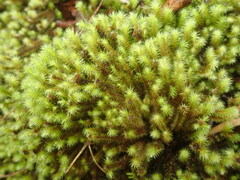 Breutelia pendula