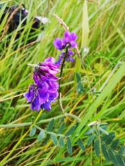 Austrominius modestus