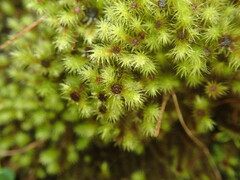 Breutelia pendula