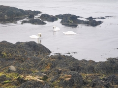 Austrominius modestus