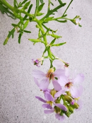 Austrominius modestus