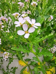 Austrominius modestus