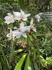 Spathoglottis micronesiaca