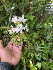 Spathoglottis micronesiaca