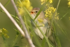 Locustella naevia