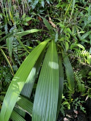 Spathoglottis micronesiaca