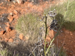 Acacia continua