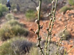 Acacia continua