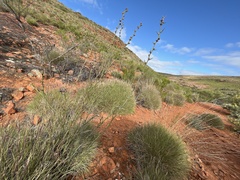 Acacia continua