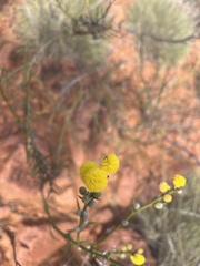 Acacia continua