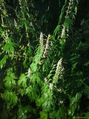 Leonurus quinquelobatus