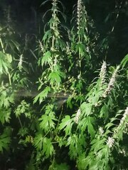 Leonurus quinquelobatus