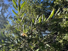 Grevillea mucronulata