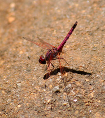 Trithemis selika