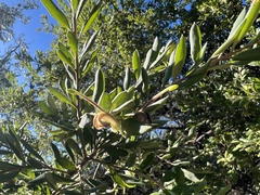 Grevillea mucronulata