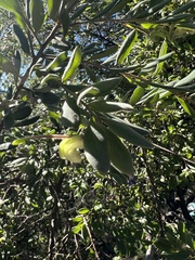 Grevillea mucronulata