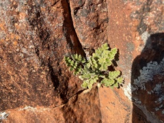 Cheilanthes lasiophylla