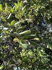 Grevillea mucronulata