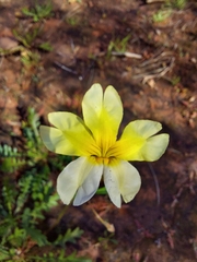 Goodenia pinnatifida
