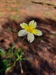 Goodenia pinnatifida