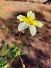 Goodenia pinnatifida