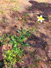 Goodenia pinnatifida