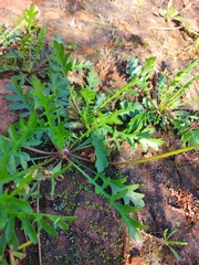 Goodenia pinnatifida