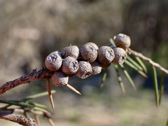 Melaleuca brachyandra