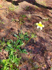 Goodenia pinnatifida