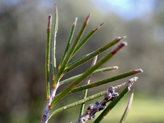 Melaleuca brachyandra