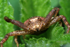Xysticus lanio