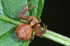 Xysticus lanio