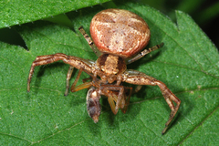Xysticus lanio
