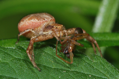 Xysticus lanio