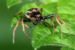Xysticus lanio