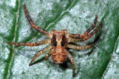 Xysticus lanio
