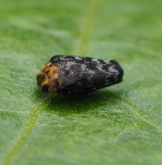 Trachys auricollis