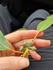 Eucalyptus globulus bicostata