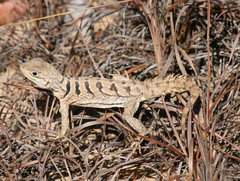 Oplurus cyclurus