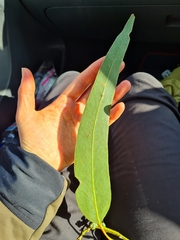 Eucalyptus globulus bicostata