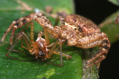 Xysticus lanio