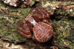 Xysticus lanio