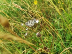 Melanargia galathea
