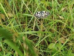 Melanargia galathea