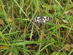 Melanargia galathea